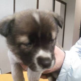 ☆コロコロ 可愛い子犬 男の子 里親募集中☆