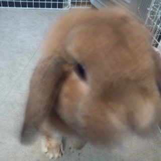 ホーランドロップの新しい家族さん♪