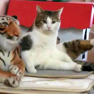 黒豆肉球が超ラブリーなキジ白のたく君