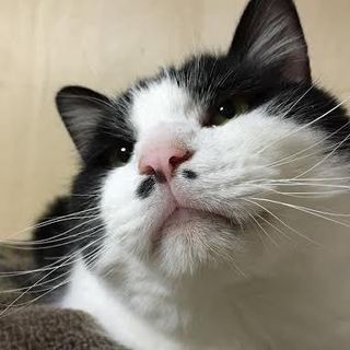 愛嬌たっぷりの癒し猫　ひこ