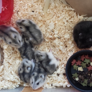 ｼﾞｬﾝｶﾞﾘｱﾝﾊﾑｽﾀｰ