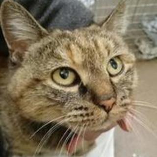 人馴れ・トイレOK！ふさふさしっぽの【ソフィー♀】