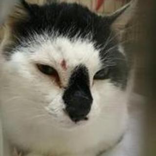 コアラ顔の穏やか男子【義経♂】