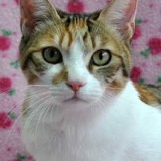 三毛猫の金魚ちゃん♪