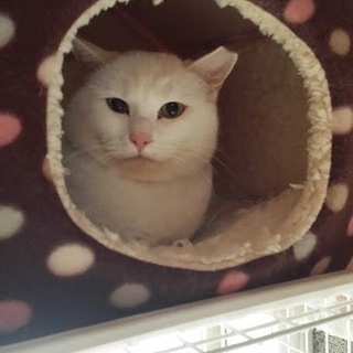 レスキューしてください。殺処分されてしまいます