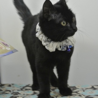 人なれ抜群☆猫とも仲良し☆黒猫４ヶ月男の子