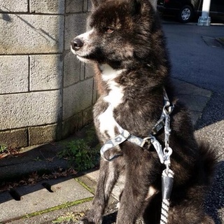 優しく元気な忠犬です！！