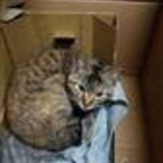 とても人懐っこくかわいい猫です！