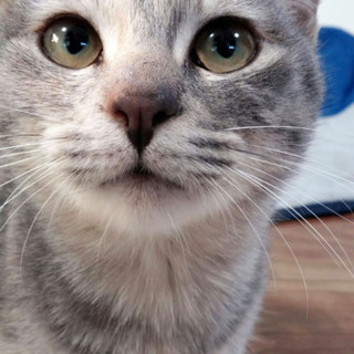 可愛いグレー三毛