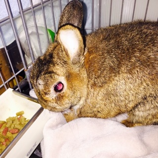 うさぎのかい君☆