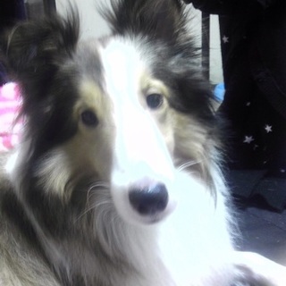 シェットランドシープドッグの里親様募集です