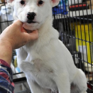 こわがり君です。優しく見守ってください。