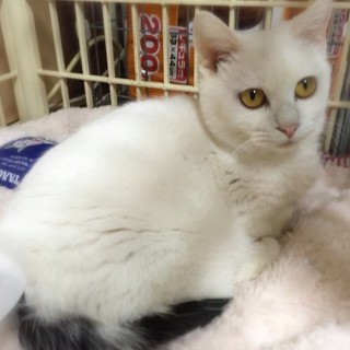 ☆足の不自由な美人猫　くるりちゃん☆