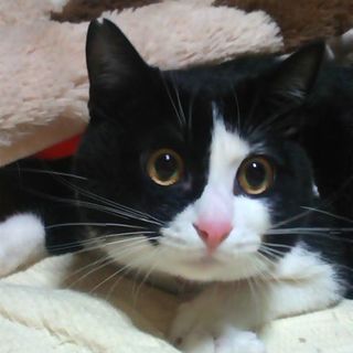 黒白の男の子はちわれ★男の子