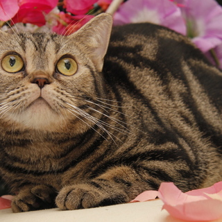 里親様決まりました。ありがとうございました。