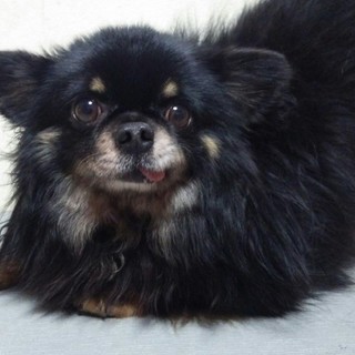 チワワの里親募集