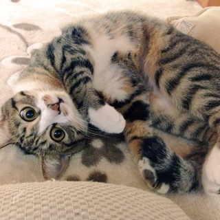 キジ白アンジェちゃん♀ツンデレお茶目姫