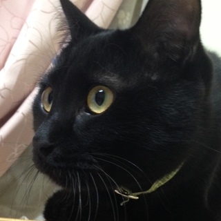 黒猫ヴィス君♂甘えん坊草食系男子