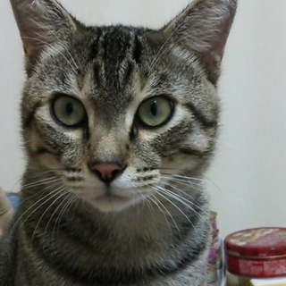 ニャンコの里親になって下さい