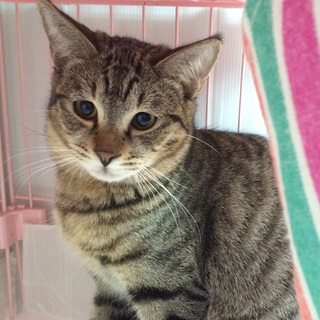 ぼんぼりシッポの「なすび」くん