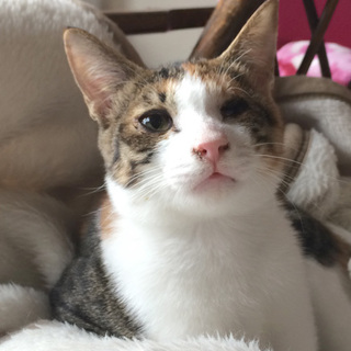 キス魔・元気いっぱい「隅」ちゃん