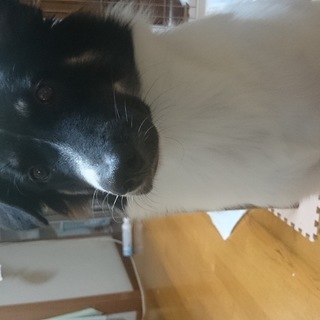 パンダ(１才、雑種)の里親さん探しています