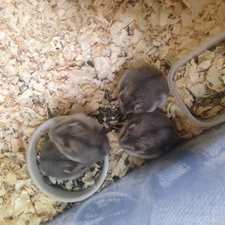 ブルーサファイアの小ハム里親募集。