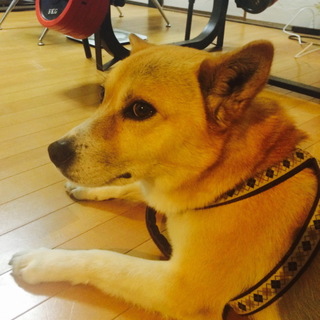 6歳　柴系雑種　女の子です