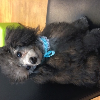 【急募】シルバーティーカッププードル生後8ヶ月です