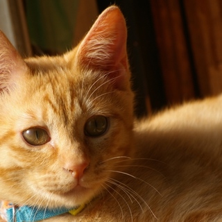 甘えん坊のマー君の飼い主になってください