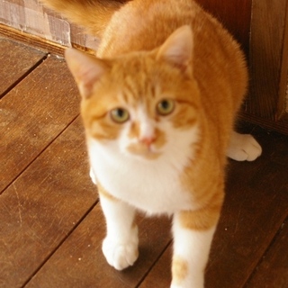 控えめなニコ君の飼い主になってください