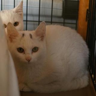 美人な白ねこバニラちゃんの飼い主になってください