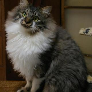 長毛のコウ君の飼い主さんになってください