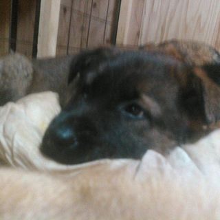 チョコラブとシェパードミックス