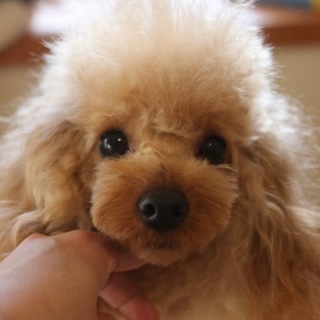 トイプードルの男の子　1歳3ヶ月