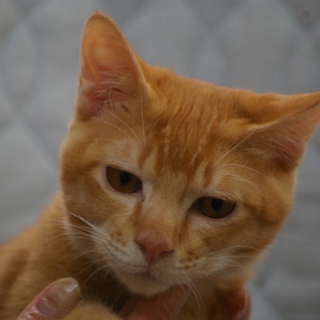 甘えん坊のいち君の飼い主になってください