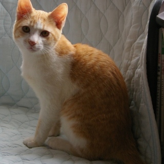 にい君の飼い主になっていただけませんか