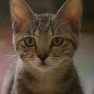 よんこちゃんの飼い主になって頂けませんか