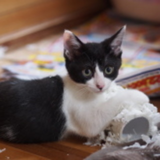 お転婆☆さわちゃん☆