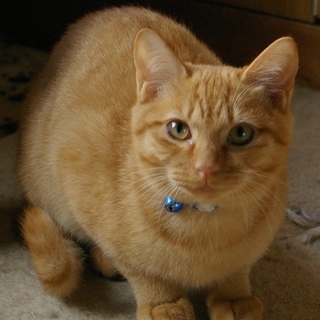 おとなしいちゃー君の飼い主募集中