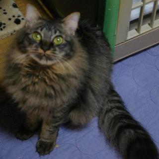 ひろ君の飼い主になって頂けませんか