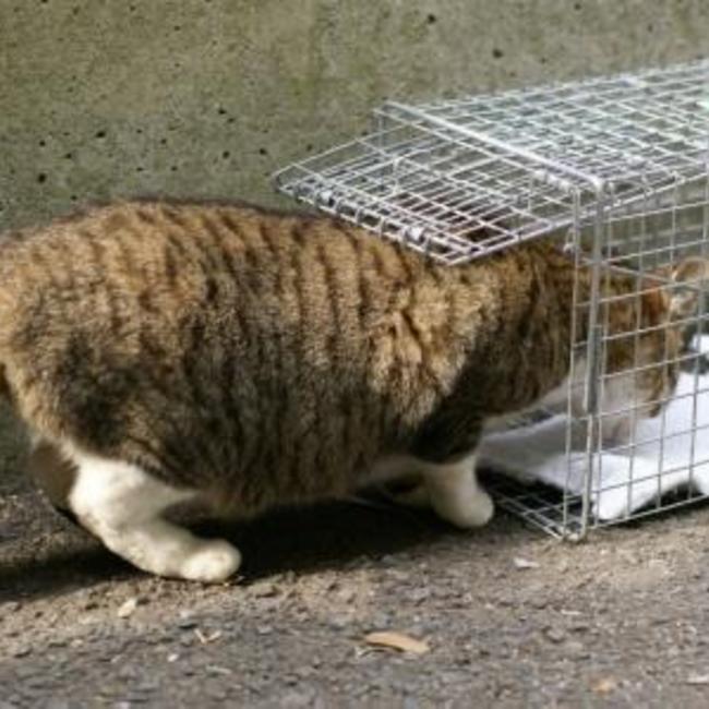 ＮＰＯ法人　湘南鎌倉猫ほっとさぽーとのカバー写真