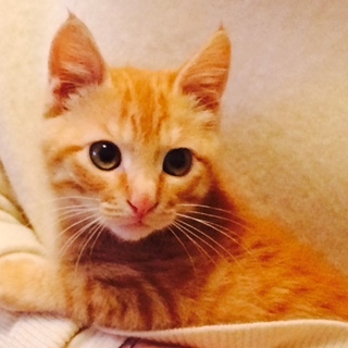 ハッケツ子猫たんぽぽ君