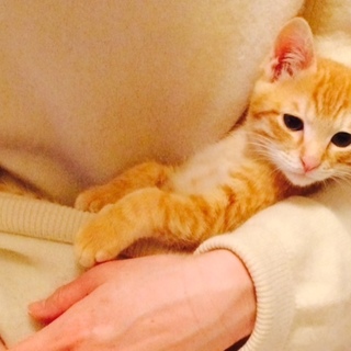 3か月のハッケツ子猫つくし君