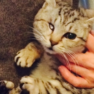 ハッケツ子猫しまちゃん