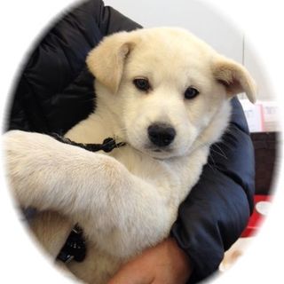 くまちゃんの家族になってください！