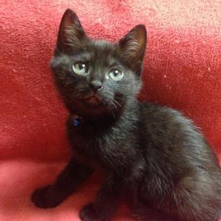 黒猫☆じぇっ太郎・男の子１ヶ月くらい
