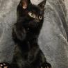 黒猫の女の子☆ちりちゃん１ヶ月くらい サムネイル2