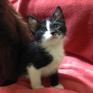 白黒の女の子☆もんどちゃん１ヶ月くらい