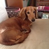 ダックス♂チャロ　推定8～10歳 サムネイル5